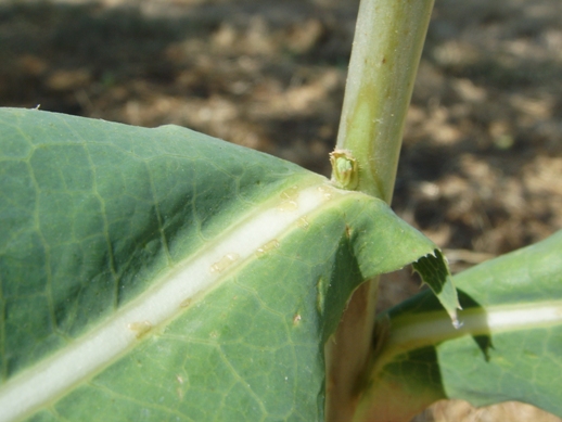 Lactuca virosa / Lattuga selvatica